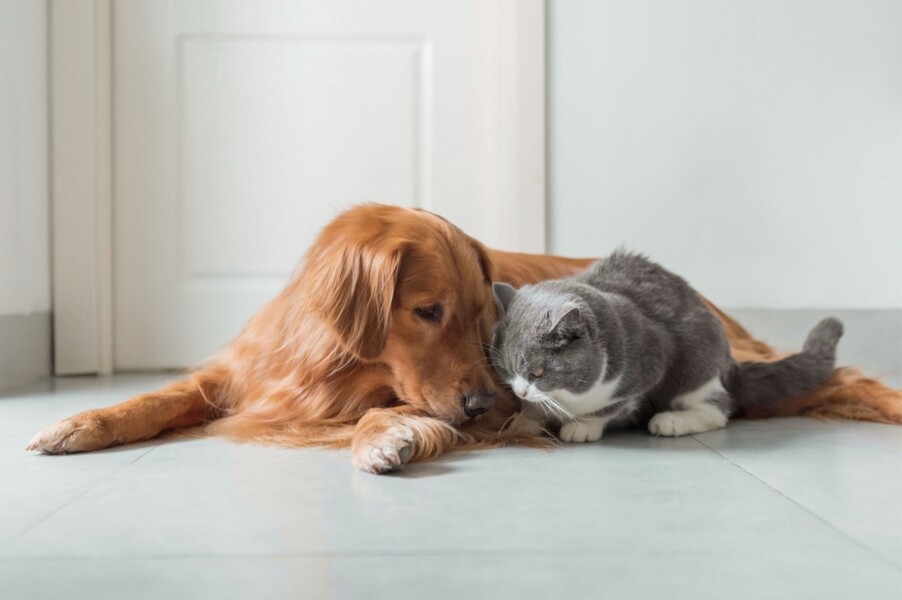 seguro-da-hdi-oferece-ampla-assistencia-para-pets
