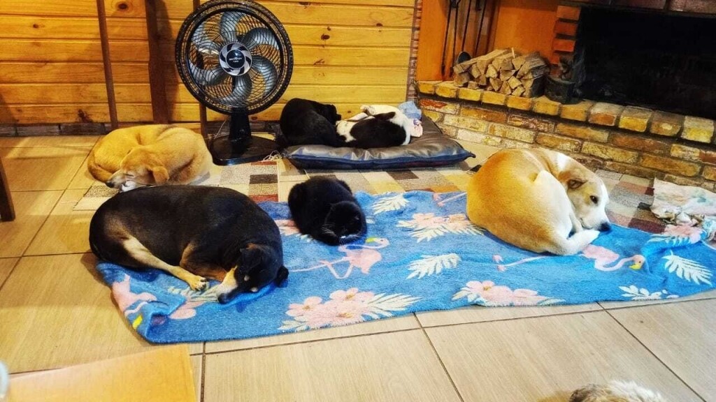 a-luta-de-uma-protetora-de-animais-contra-os-prejuizos-da-cheia-no-rs