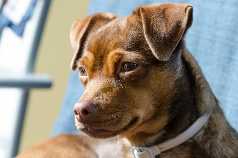 com-assistencia-para-pets-seguro-de-vida-da-bb-seguros-adota-visao-ampliada-de-protecao