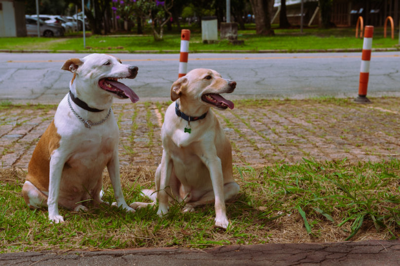com-foco-na-saude-dos-pets-generali-e-novo-mundo-lancam-produto-com-assistencia-para-animais-de-estimacao