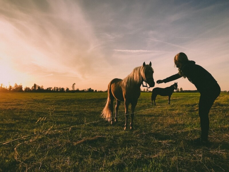 o-mercado-milionario-de-seguro-para-cavalos-no-brasil