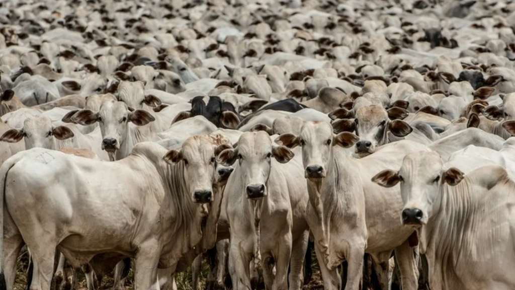 seguro-para-animais-de-producao-cresce-1100-em-cinco-anos