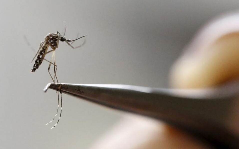 secretaria-da-saude-emite-alerta-epidemiologico-para-situacao-critica-de-dengue