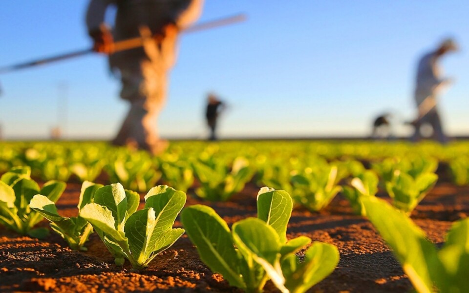 mapfre-registra-o-dobro-da-arrecadacao-em-premios-nos-seguros-agricolas